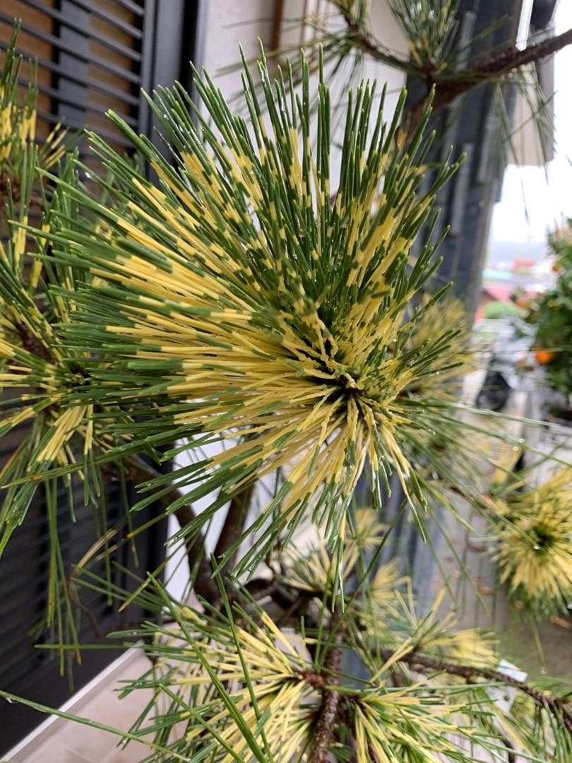 （取り引き限定）希少 蛇の目 五葉松 斑入り 花火 花吹雪
