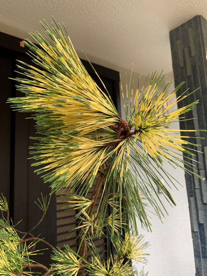 （取り引き限定）希少 蛇の目 五葉松 斑入り 花火 花吹雪