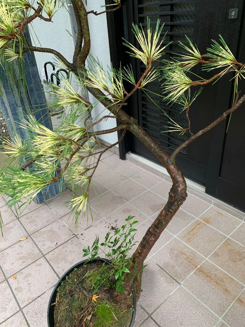 （取り引き限定）希少 蛇の目 五葉松 斑入り 花火 花吹雪