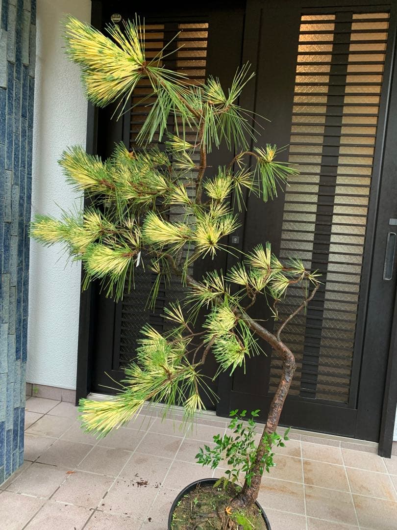 （取り引き限定）希少 蛇の目 五葉松 斑入り 花火 花吹雪