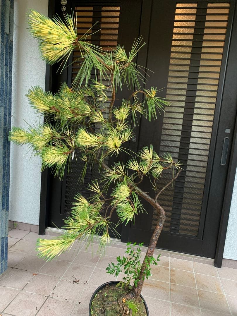 （取り引き限定）希少 蛇の目 五葉松 斑入り 花火 花吹雪