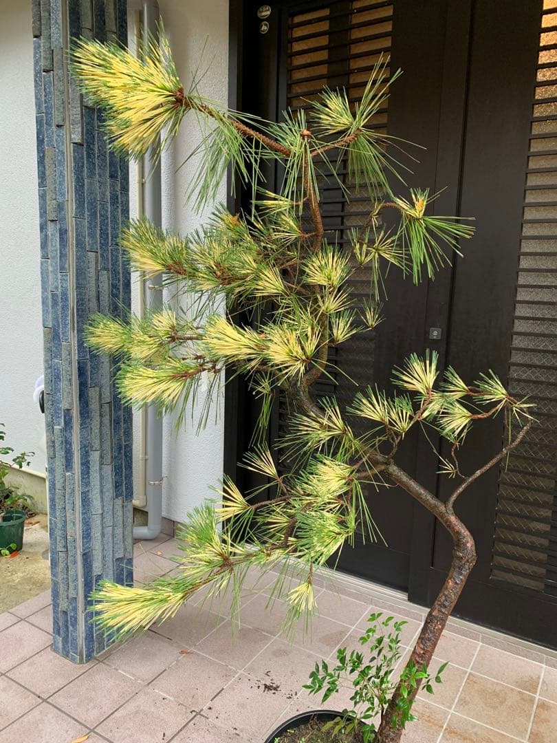 （取り引き限定）希少 蛇の目 五葉松 斑入り 花火 花吹雪