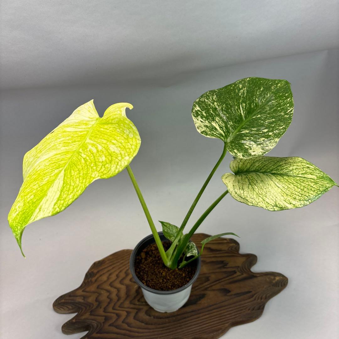 i*.様 ホワイトモンスター 天津蘭 モンステラ斑入り　lsw002