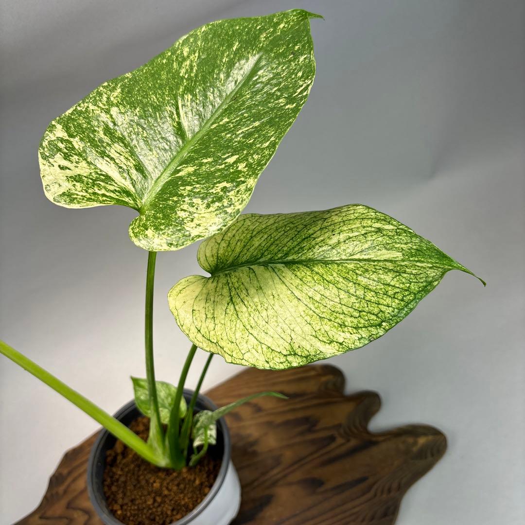i*.様 ホワイトモンスター 天津蘭 モンステラ斑入り　lsw002