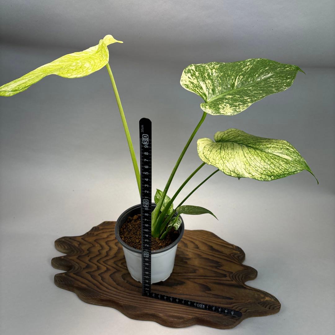 i*.様 ホワイトモンスター 天津蘭 モンステラ斑入り　lsw002