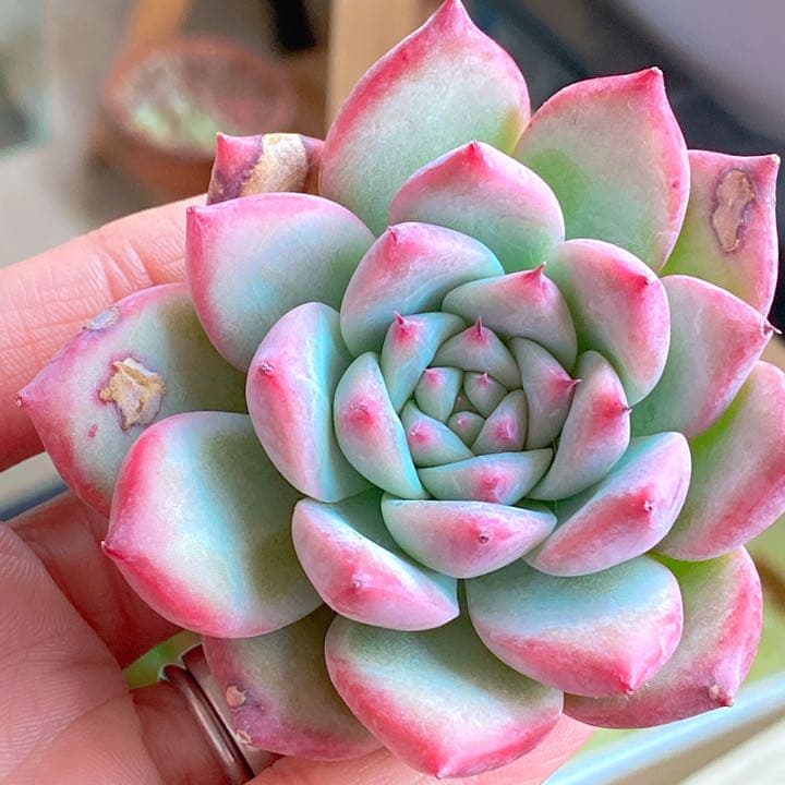 スプリングウォーター