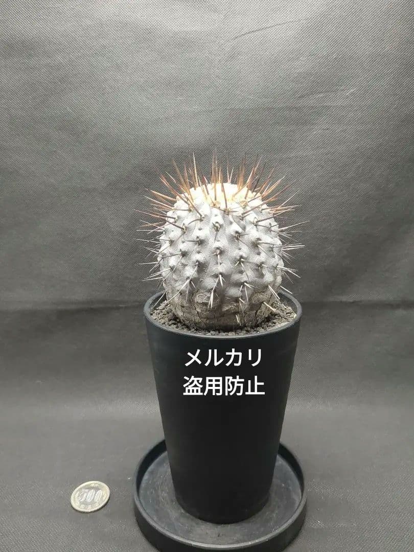 現地球　 Copiapoa　コピアポア コルムナアルバ　孤竜丸　美株