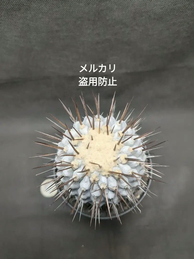 現地球　 Copiapoa　コピアポア コルムナアルバ　孤竜丸　美株