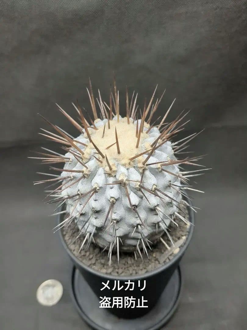 現地球　 Copiapoa　コピアポア コルムナアルバ　孤竜丸　美株