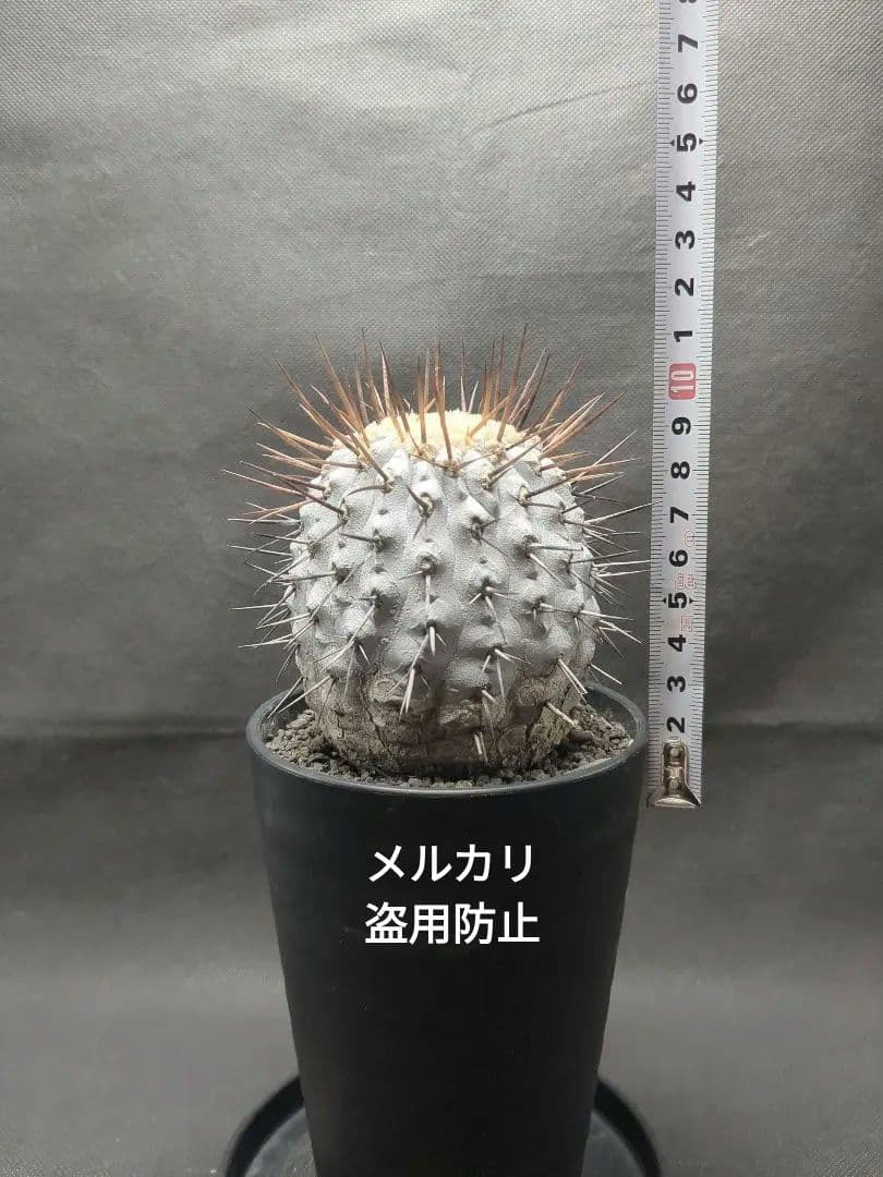 現地球　 Copiapoa　コピアポア コルムナアルバ　孤竜丸　美株