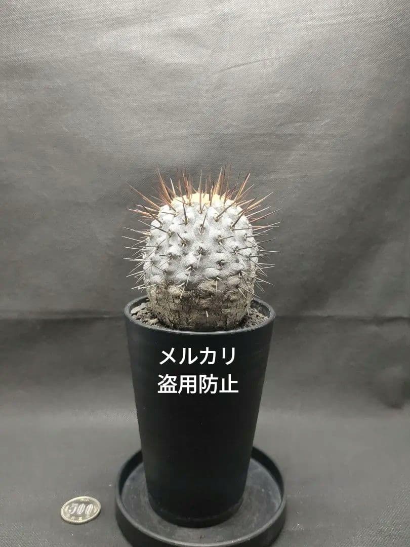 現地球　 Copiapoa　コピアポア コルムナアルバ　孤竜丸　美株