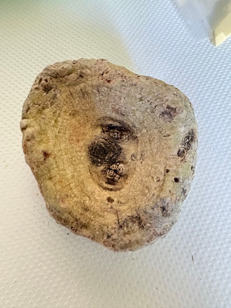 竜卵窟ブラキステルマ バーベラエ (Brachystelma barberae)