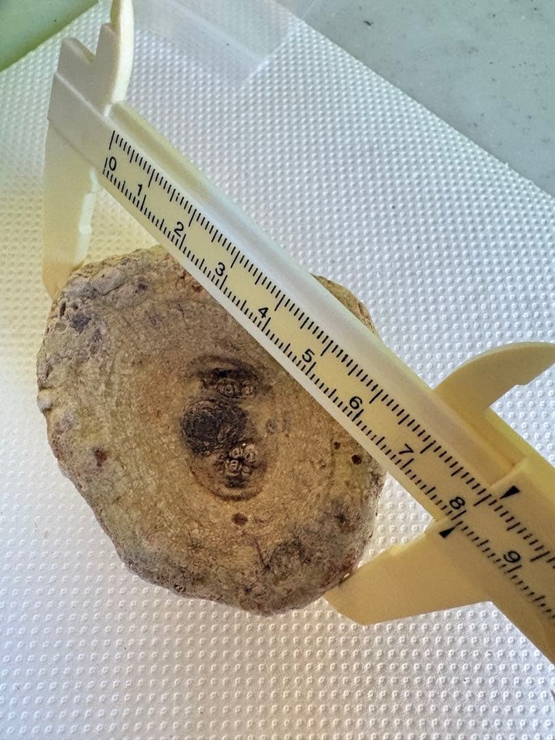 竜卵窟ブラキステルマ バーベラエ (Brachystelma barberae)