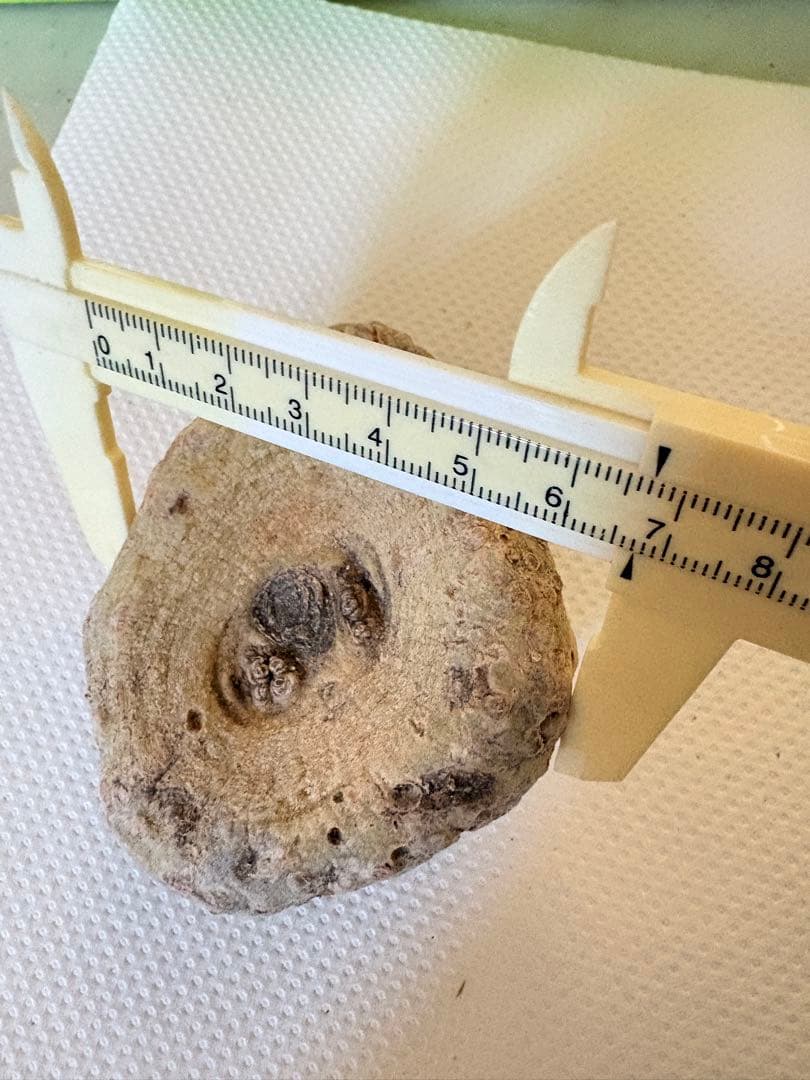 竜卵窟ブラキステルマ バーベラエ (Brachystelma barberae)