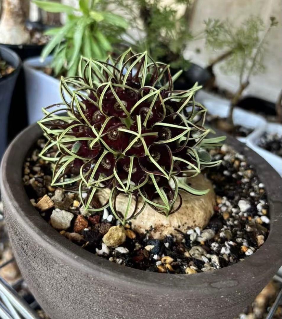 竜卵窟ブラキステルマ バーベラエ (Brachystelma barberae)