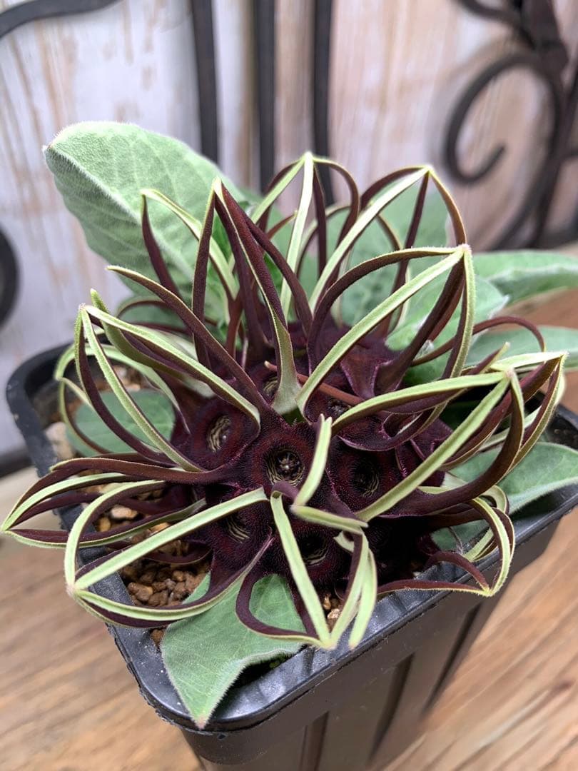 竜卵窟ブラキステルマ バーベラエ (Brachystelma barberae)