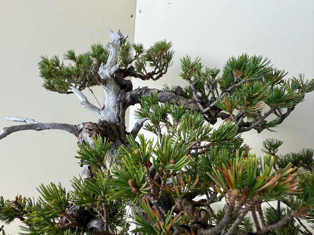貴重・五葉松《瑞祥》太幹・サバ幹・葉性抜群・短葉！