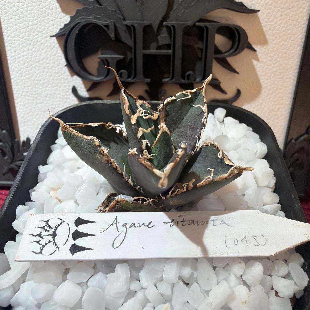 Agave titanota (アガベ)Dennis045