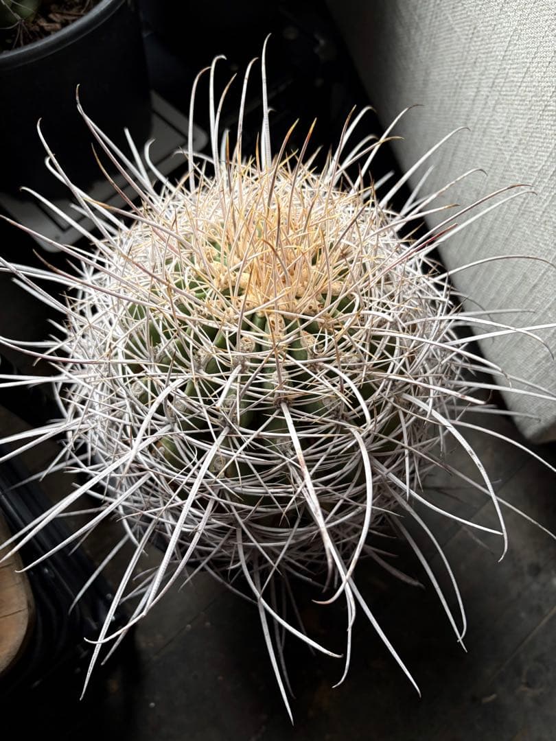 希少フェロカクタス大株サンタマリア純白刺◇ドライガーデン多肉サボテン　アガベ南国