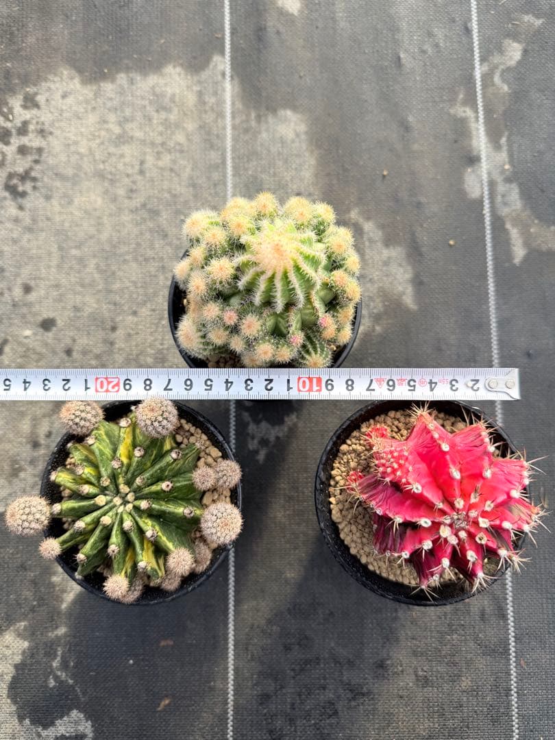 緋牡丹錦　世界の図　ロイホワイト　サボテン