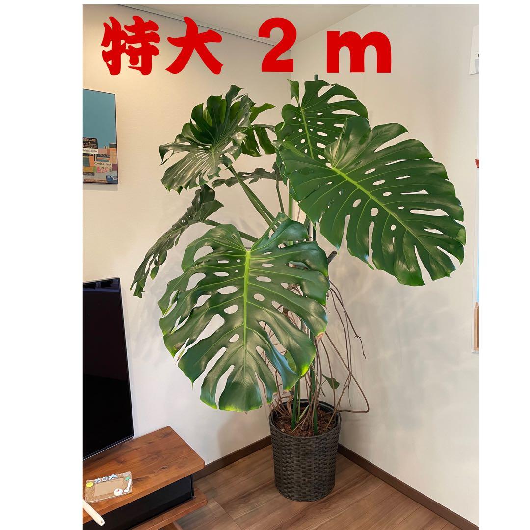 モンステラ　特大　巨大　2m 希少　観葉植物