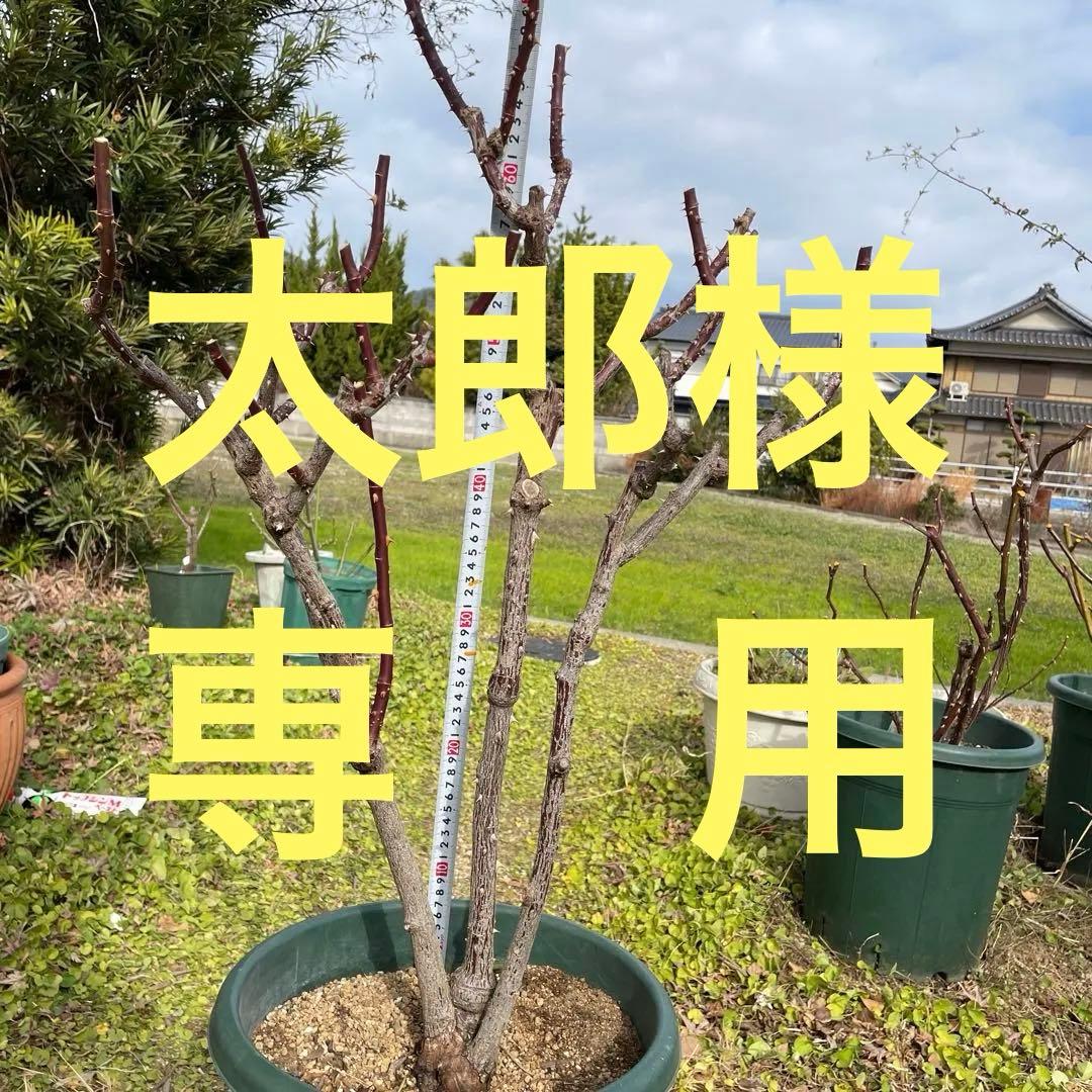 【1.29癌腫無し　即購入可能】【ノヴァーリス】　バラ　苗