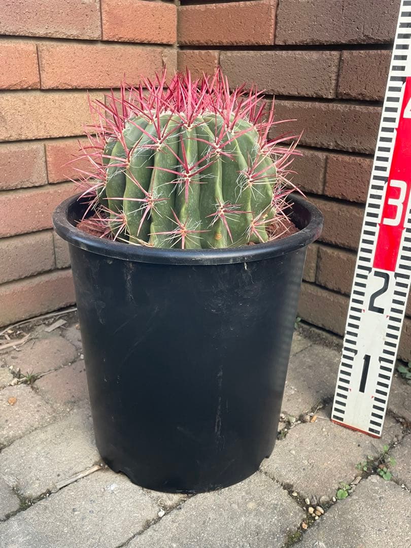 赤鳳　サボテン　ロストラータ　8号　い