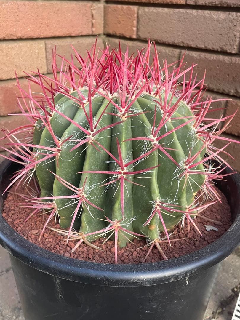 赤鳳　サボテン　ロストラータ　8号　い