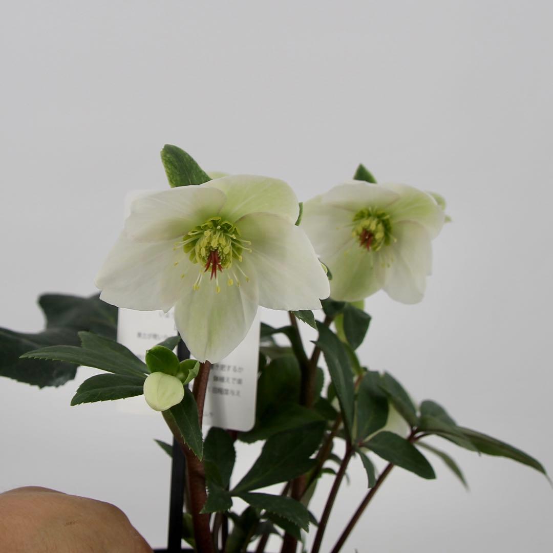 クリスマスローズ　氷の薔薇　6鉢セット