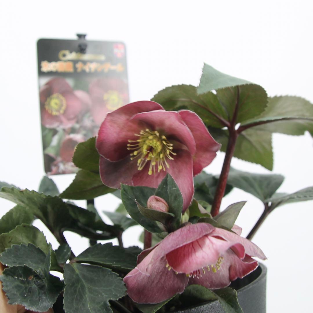 クリスマスローズ　氷の薔薇　6鉢セット