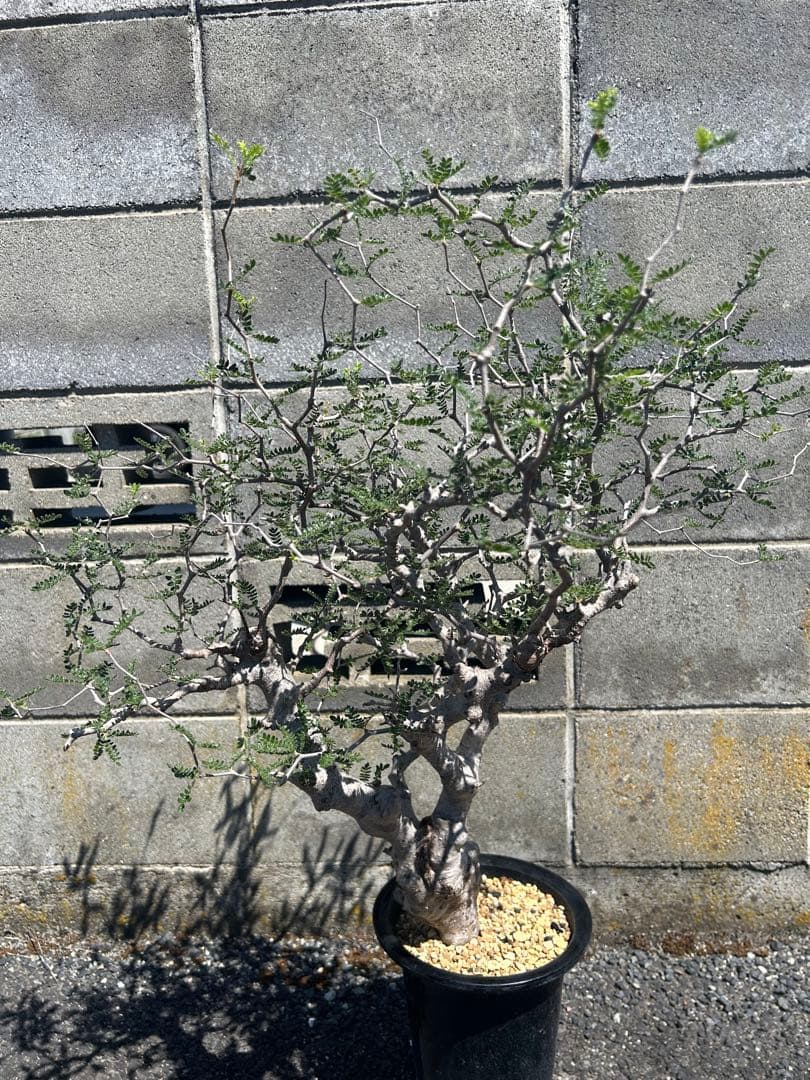 IROTSUKU　コミフォラ モンストローサ 発根済 特大 幹極太