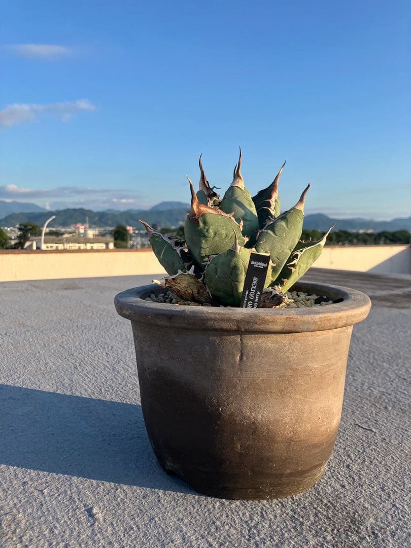 メキシコオテロイオアハカ　現地実生　子株