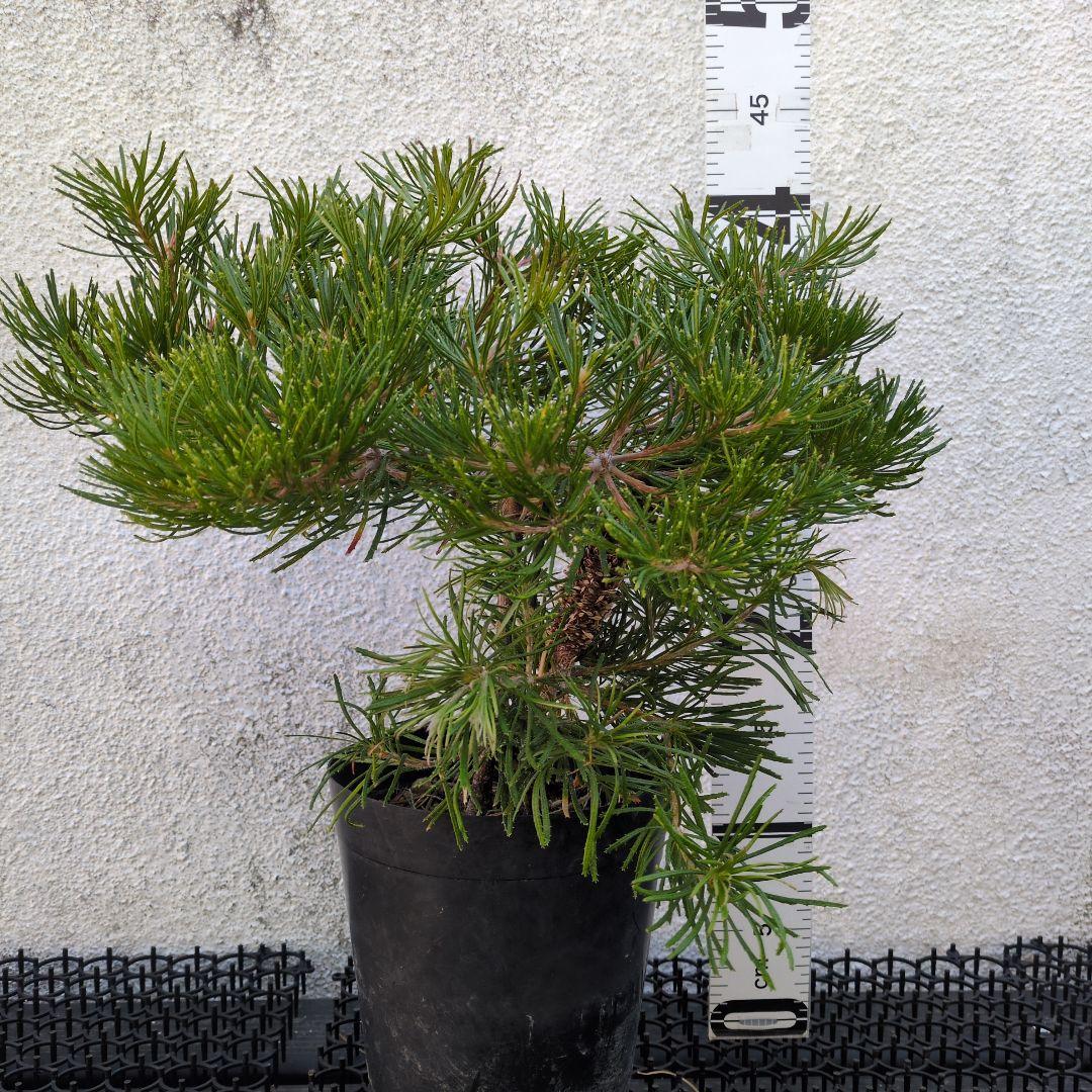 ①バースデーキャンドル　バンクシア