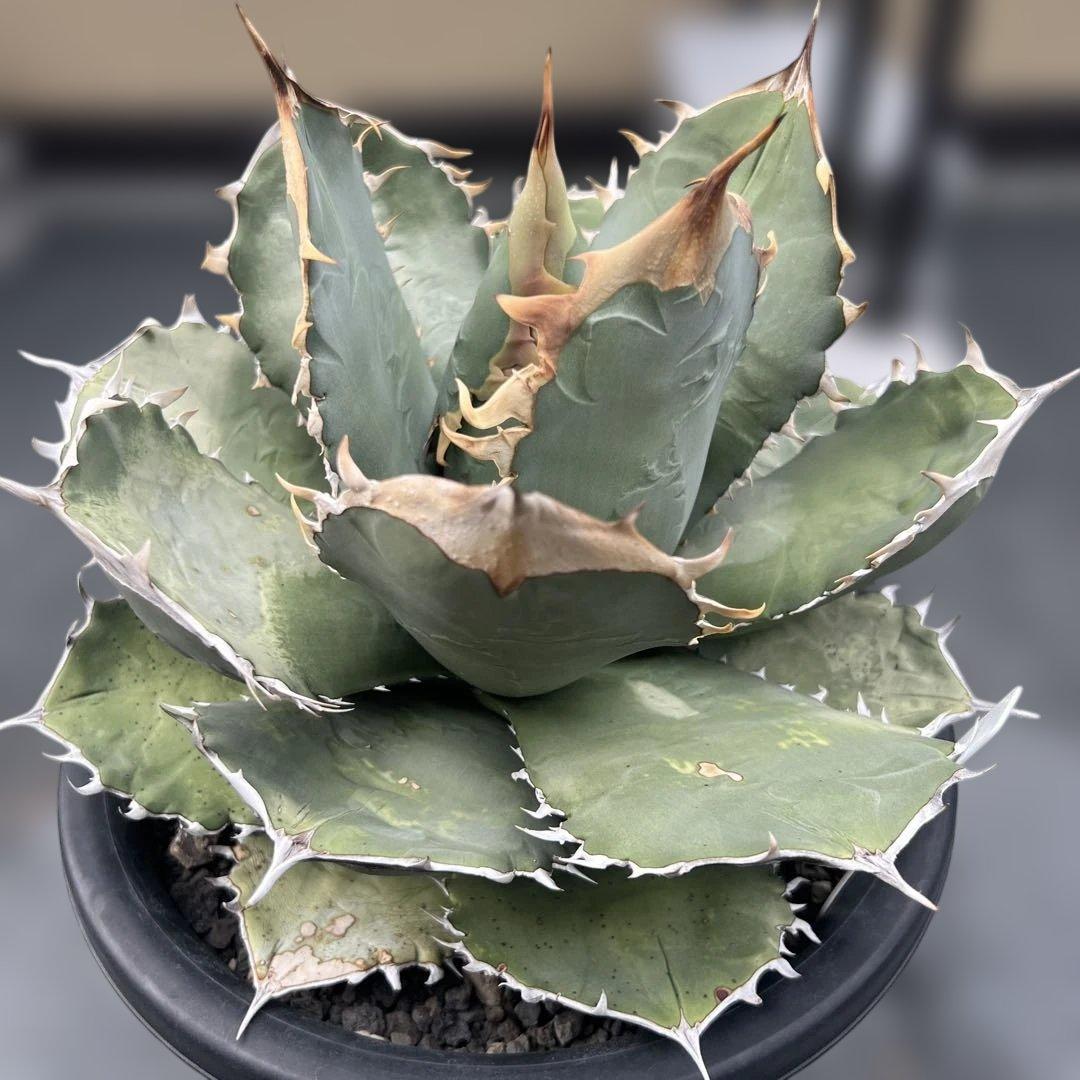 アガベ　チタノタ　オテロイ　大株