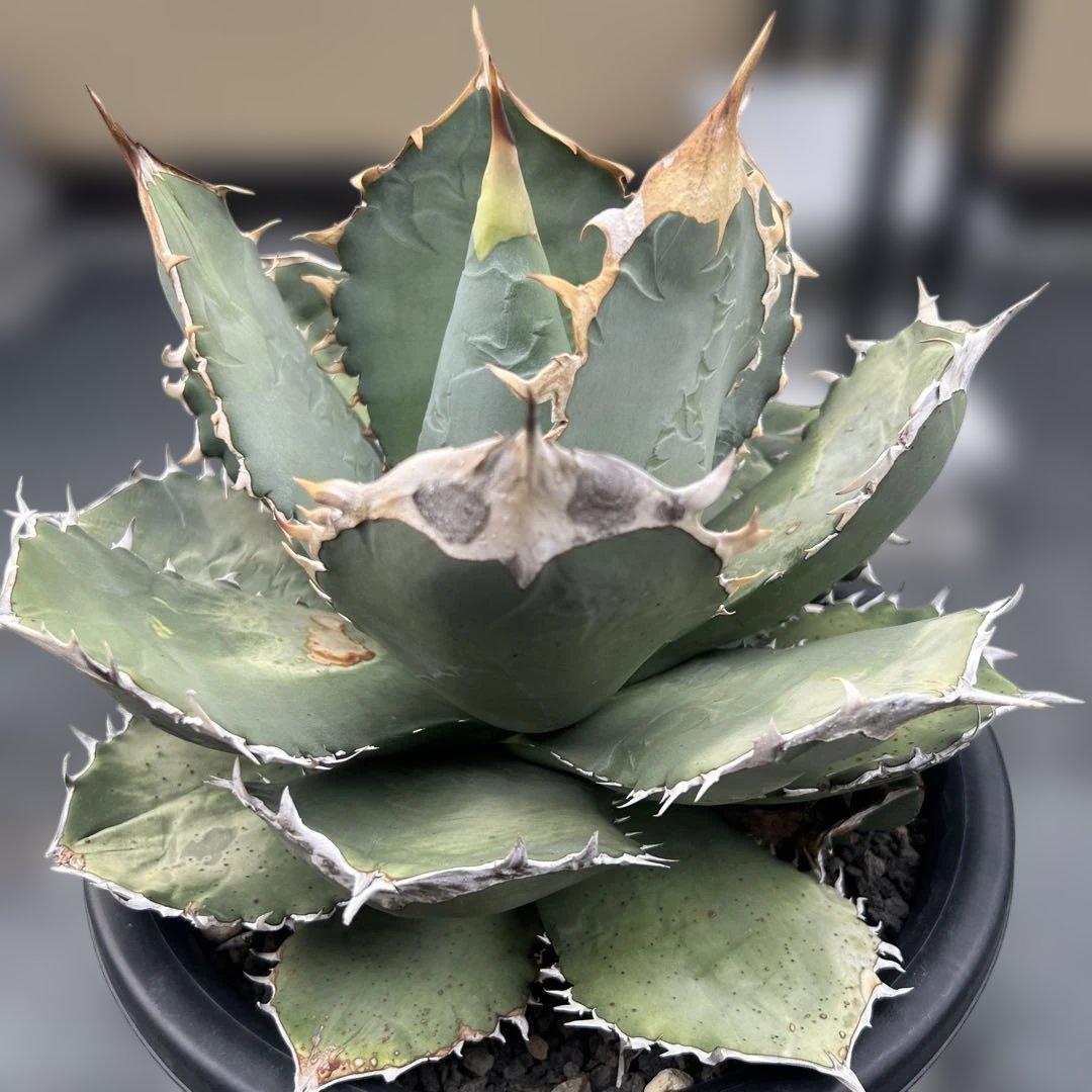 アガベ　チタノタ　オテロイ　大株