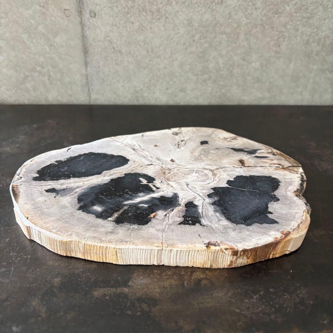 珪化木 木化石 フォッシルプレート D ペトリファイドウッド インテリア