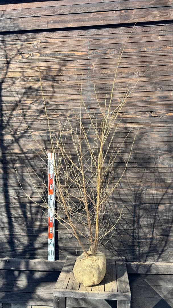 エゴノキ/株立ち【現品発送】管理80025