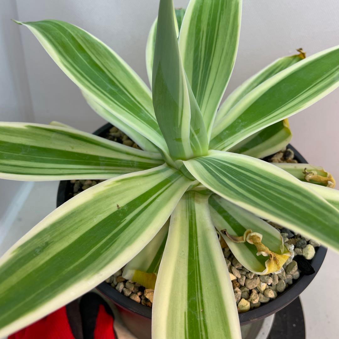 アガベ　アテナータ　streaked US株　大サイズ