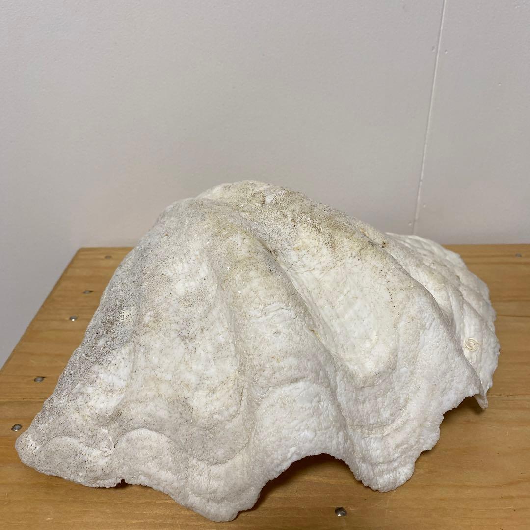 シャコガイ　　大きい