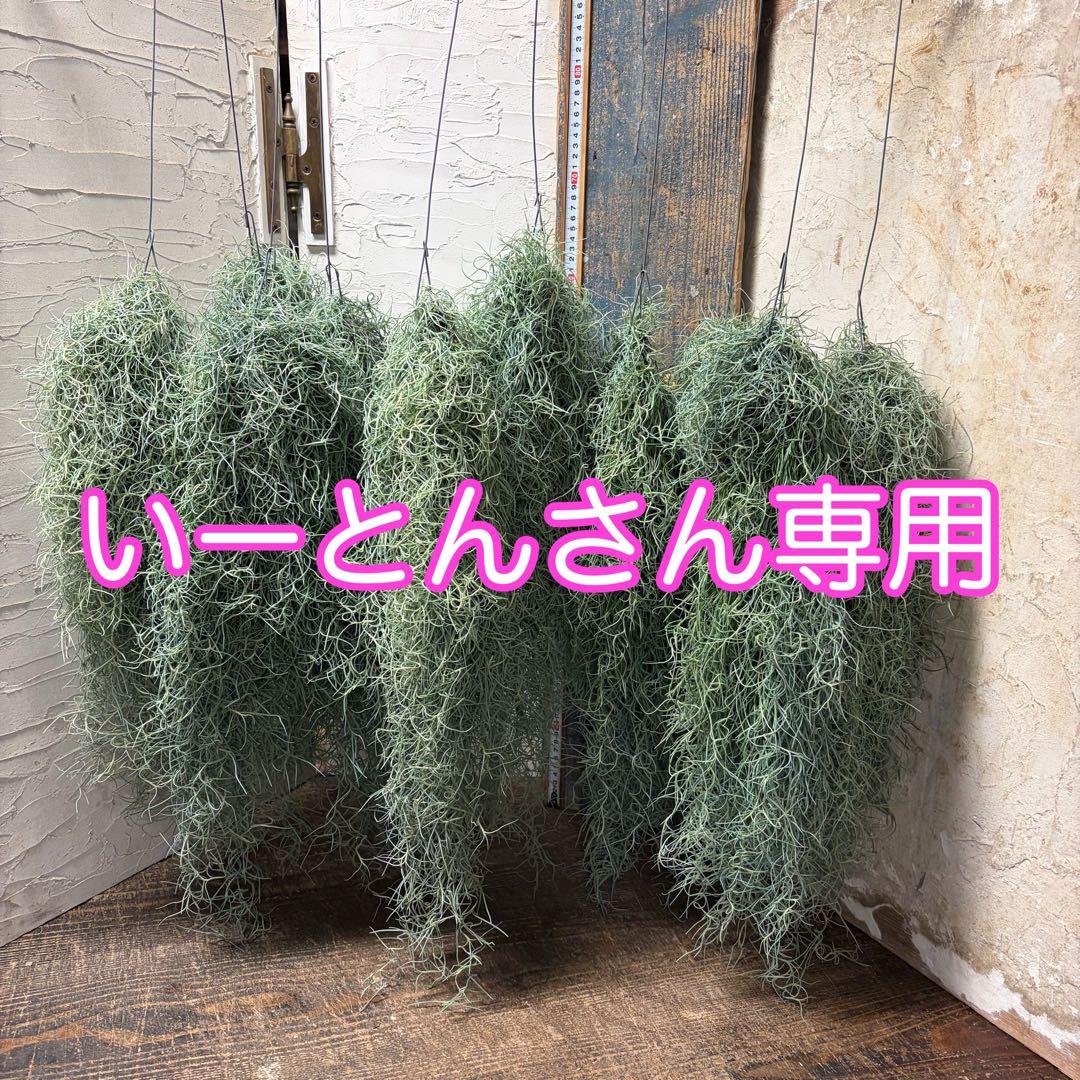【専用商品】　チランジア　ウスネオイデス　大束10