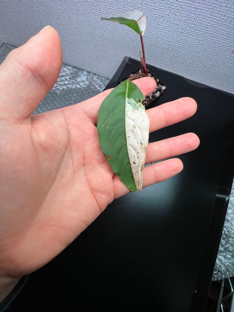 ブセファランドラ（斑入り株）Bucephalandra Pipto