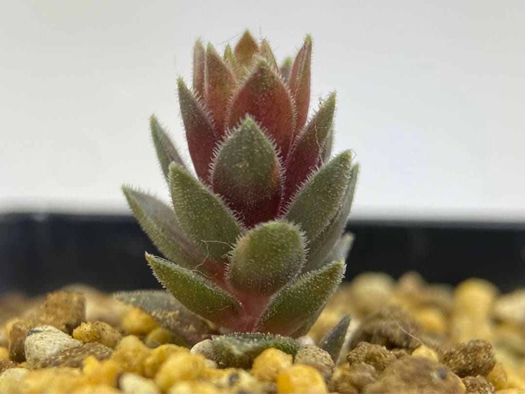 多肉植物　ストライカー錦　抜き苗　#4  499