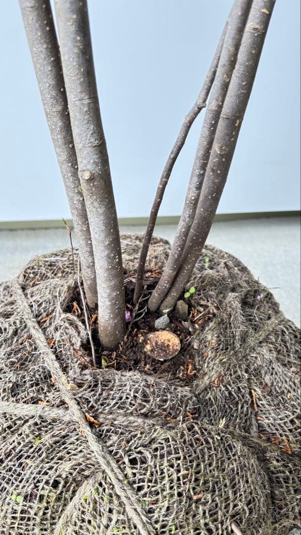 樹形の整った超特大の山採り極上株 ハイノキ 株立 557 樹高2.2m位 高級樹