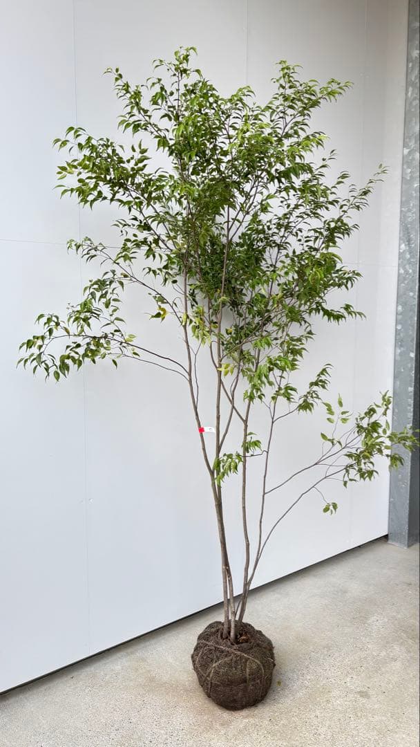 樹形の整った超特大の山採り極上株 ハイノキ 株立 557 樹高2.2m位 高級樹