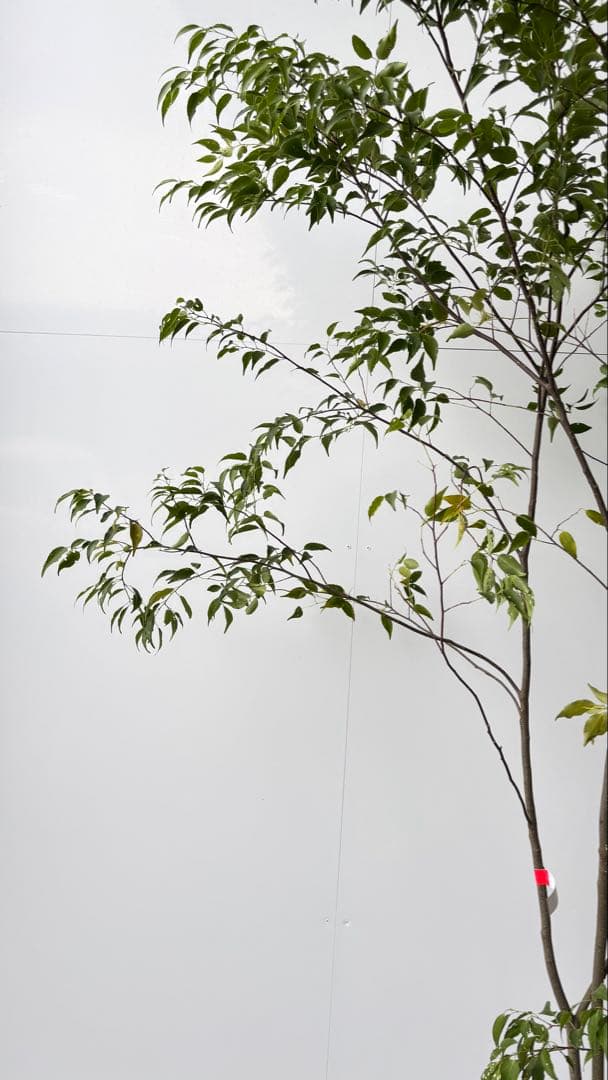 樹形の整った超特大の山採り極上株 ハイノキ 株立 557 樹高2.2m位 高級樹