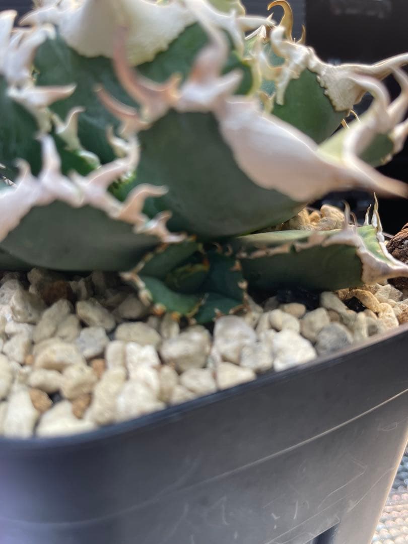 アガベ　チタノタ　ホオジロザメ　大白鯊　CJスペシャル ⑥