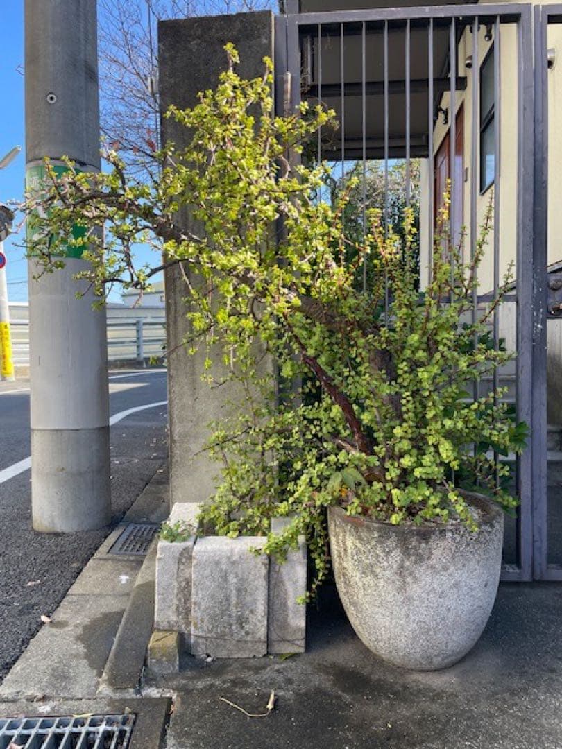 直接引取■大木ポーチュラカリア・アフラ/165cm/庭木や地植えにも■多肉質の葉