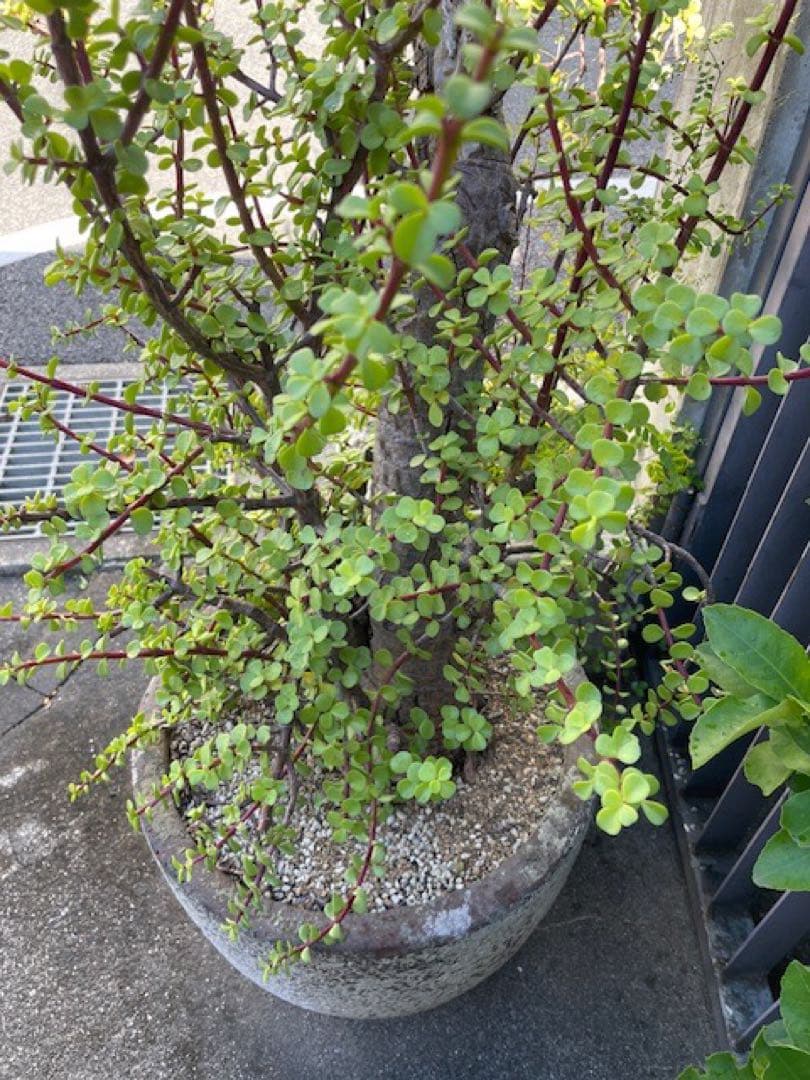 直接引取■大木ポーチュラカリア・アフラ/165cm/庭木や地植えにも■多肉質の葉