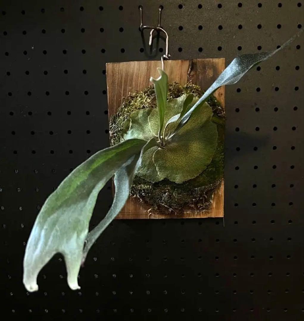 P.Mt.Lewis (vp♯C) OC