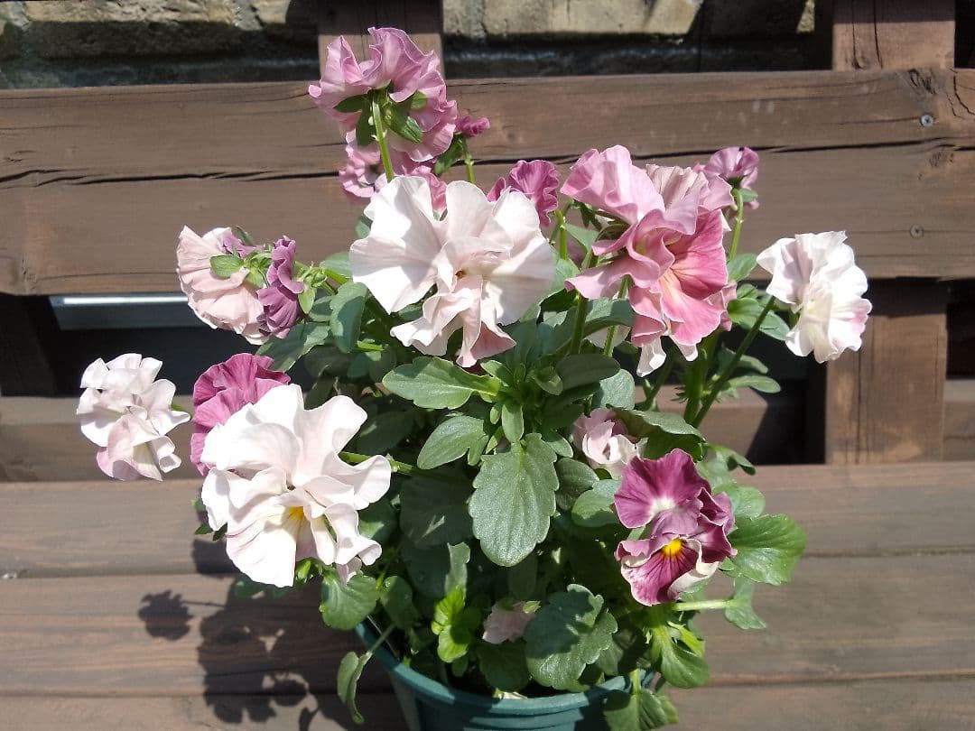 冬越しの元気モリモリ♥タグ付♥️フリル咲きパンジー♥ 妖艶なお色目　シエルブリエ